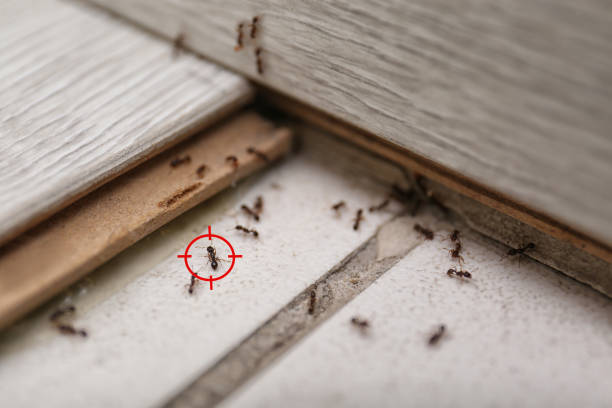 Best Best Pest Control Companies  in Monroe, OH