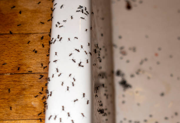 Best Affordable Pest Control Services  in Monroe, OH